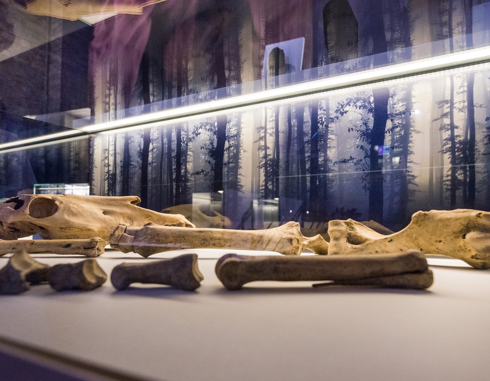 Eindrücke von der Credo Ausstellung 2013